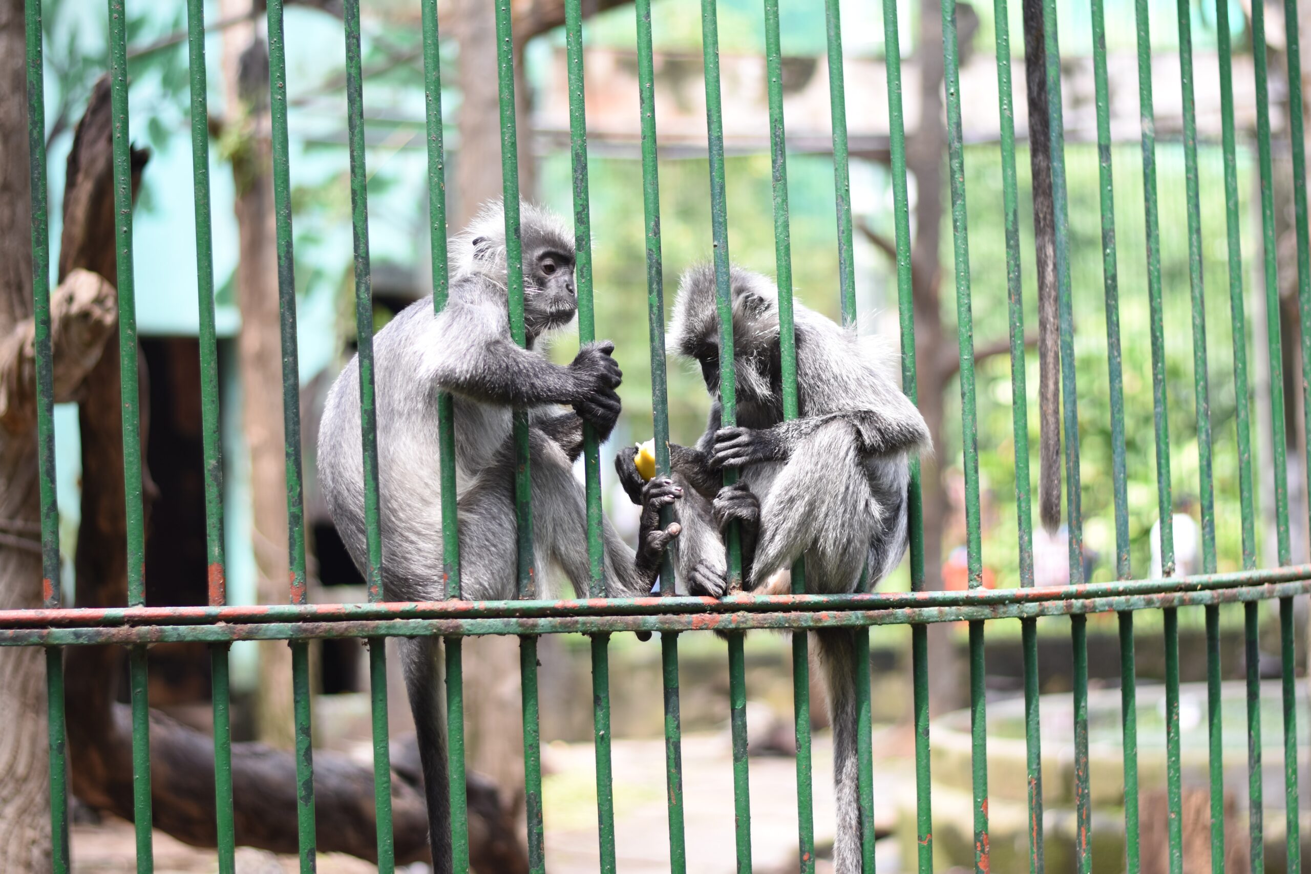 2 kleine Affen hinter grünen Gittern
